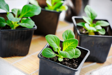 Seedlings of young green pepper close-up. Small green sprouts in containers.