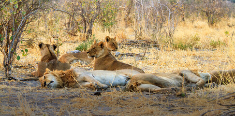 African lion pride resting in shade on hot afternoon