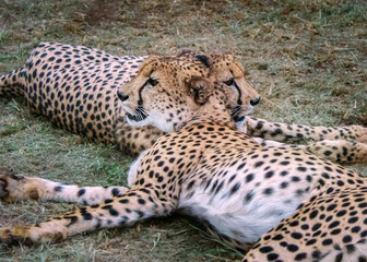Cheetah at sunset resting but ever vigilant . Thanda Game Preserve, South Africa