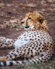 Naklejka na ściany i meble Cheetah at sunset resting but ever vigilant . Thanda Game Preserve, South Africa