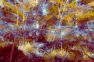 Abstract view of ferns in the wood