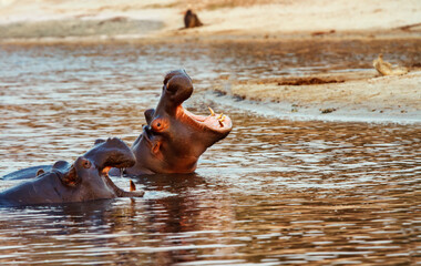 hippos with wide-opened mouths in water. Shot from small motor boat on Chobe River, Botswana .
