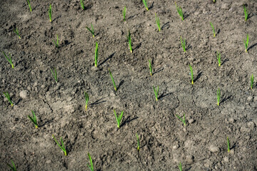 Bed with green garlic seedlings. Spring sowing of vegetables on the household farm.
