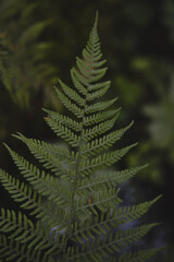 Green fern leaves in the wild, leaf texture