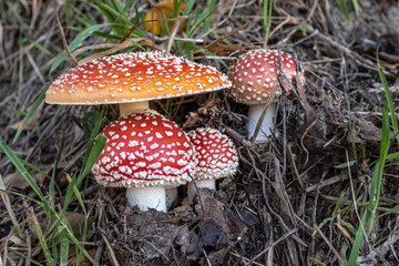 A close up of a small collection of bright red toadstool with white spots