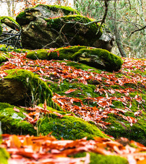 mossy rock and chestnut leaves on top. autumn details