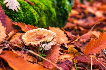 mushroom is born among the autumn leaves in the chestnut forest