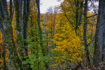 Herbst im Wald bei Winterberg