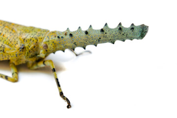 Zanna terminalis isolated on white background.