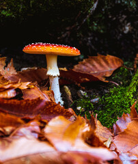 fly agaric next to a chestnut tree surrounded by leaves on the ground on an autumn day. Amanita muscaria