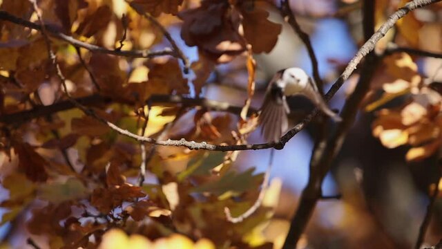 long-tailed tit among yellow leaves