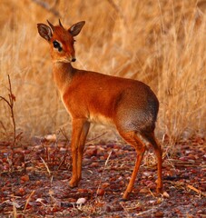 Kirk's dik-dik in Ruaha National Park, Tanzania.