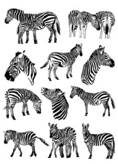 Vector set of zebras isolated on white background, illustration