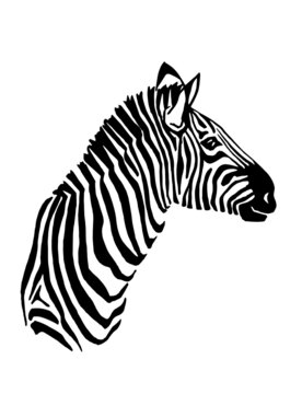 Vector portrait of zebra isolated on white background, illustration