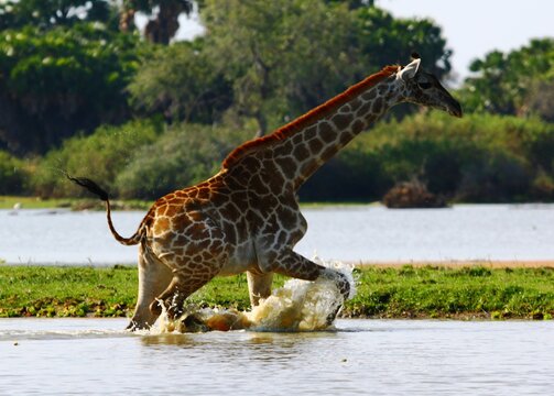 Wild giraffe running through water in Selous Game Reserve, Tanzania.  Stock-Foto | Adobe Stock