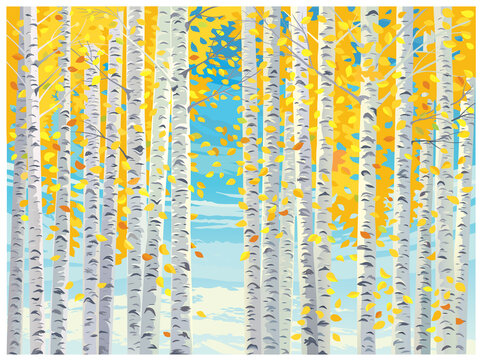 Autumn landscape, with birch trees and yellow autumn leaves falling to the ground.
