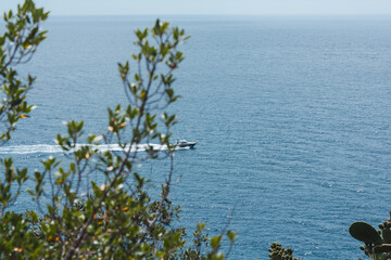 Not focused plants and boat at the focus. The immensity of the sea tampered with by the presence of a ship that breaks the tranquility. 