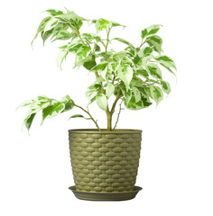 Indoor plant in a pot on a transparent background for your design.