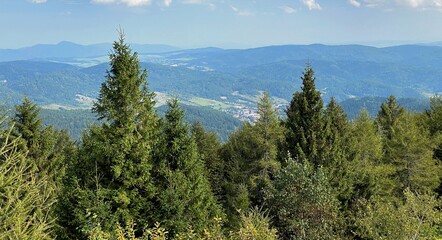 widok z Jaworzyny Krynickiej na góry Beskidu Sądeckiego dużo drzew i zieleni