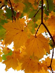 Autumn Gold 1
