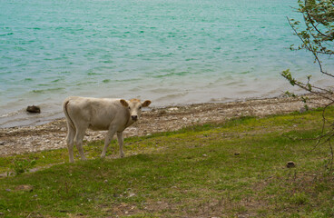 Lonely cow on the lake.