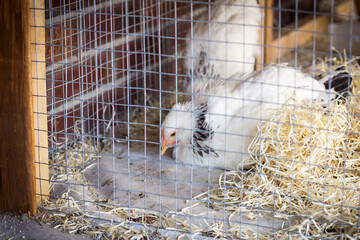 Chicken in a cage. Chicken flu, diseases. Free range chickens.