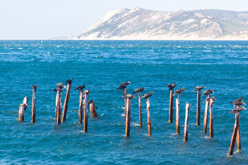 Beautiful scene with blue sea birds sitting on the sticks