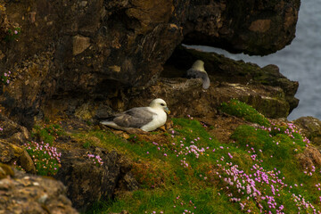 Fulmars nesting on the Eshaness Cliffs in Shetland Islands