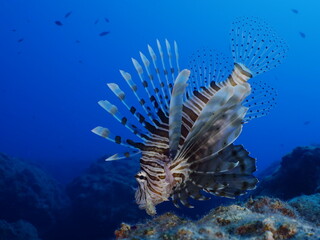 Naklejka na ściany i meble lion fish underwater Mediterranean sea lionfish close up invasive animal ocean scenery