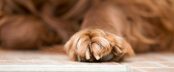 Paw of a lazy resting irish setter pet dog, web banner