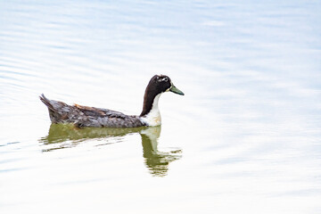 Hybrid Mallard Duck swimming at Garden Lake in Rome Georgia.