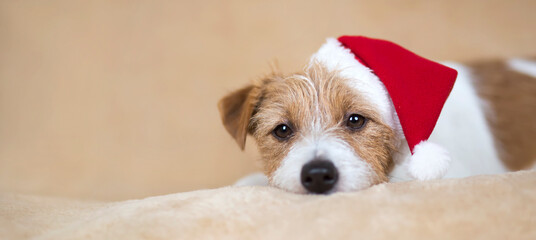 Christmas holiday cute santa pet dog puppy. Web banner.