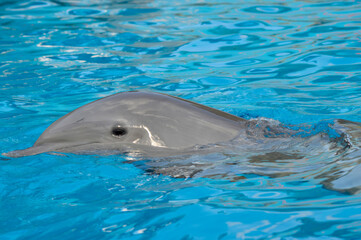 Obraz na płótnie Canvas Bottlenose dolphin swimming on the surface