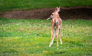 White Tailed Deer Fawn chewing on a leaf in Rome Georgia.