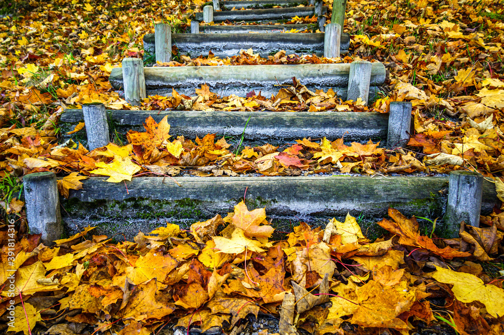 Sticker wooden steps at a forest