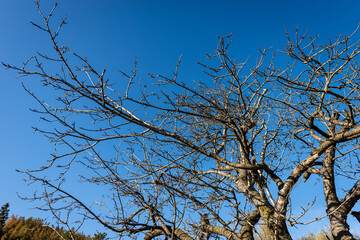 Closeup of a bare tree on clear sky in winter, Lessinia Plateau, Veneto, Italy, Europe.