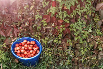 Harvest. Bucket of freshly picked crab apples. Bucket stands on bright green grass, top view. Space for text