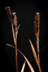 faded flower on black background