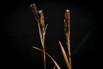 dry flower on black background