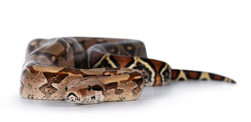 Female adult Boa constrictor aka