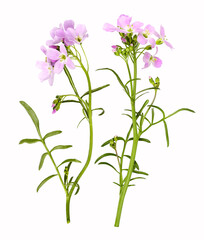 Light pink cuckoo flower as close-up, isolated