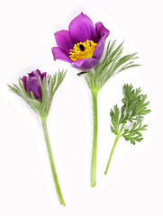 Purple pasque flower with a bud