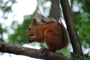 Squirrel is nuts - the kernels are pure emerald.
The squirrel is sitting on a thin branch of a tree and eating a nut. The squirrel was photographed in bullet shot. holds a nut in its paws. Against the