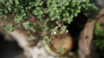 Fototapeta premium tree in the garden