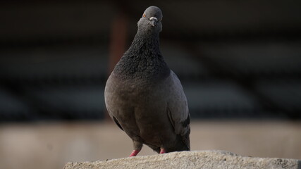 Hill Pigeons