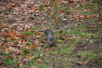 Squirrel in the park eating a nut
The squirrel came down to the ground and there is a nut. Autumn Park. Yellow leaves of green grass. tree trunk. The squirrel is sitting on the ground.