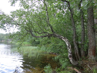 Wild beach by the lake.
The forest surrounds a beautiful lake with clear water. Lake shore with a sandy edge. Trees and bushes grow on the shore. The branches lean towards the water itself. The sun il