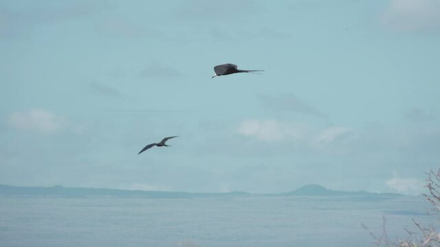 Frigate Bird Flying Overhead in Slow Motion with Mountains in the Background of North Seymour Island, Galapagos