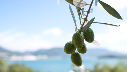 Olive tree against blue sea and sky, close up of branch, copy...