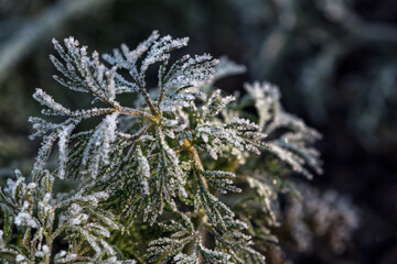 Allphotokz Frost Leaves 20161110 1330 D810 S